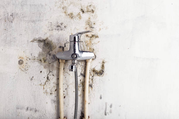 Best Home Mold Removal  in Anamosa, IA