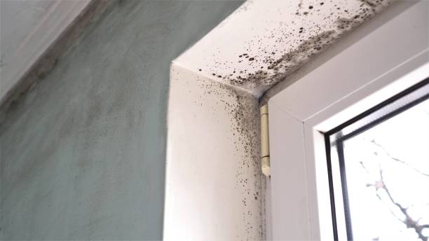 Mold Removal Process in Anamosa, IA