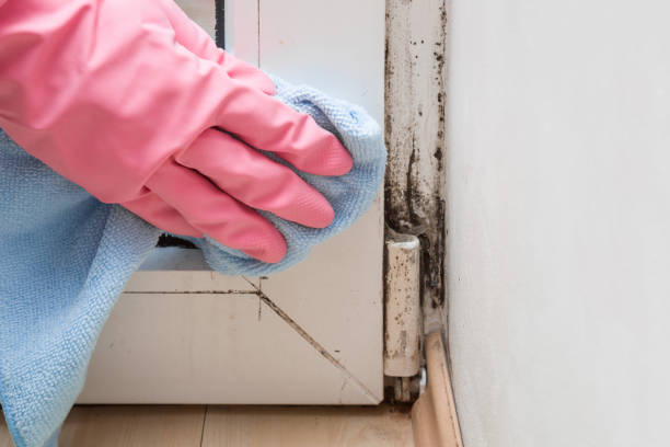 Best Attic Mold Removal  in Anamosa, IA