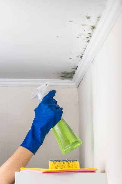 Best Local Mold Removal Service  in Anamosa, IA