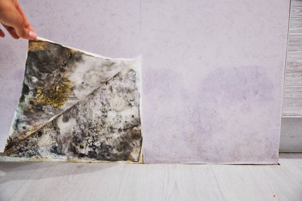 Best Mold Removal Process  in Anamosa, IA